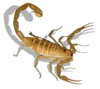 scorpion