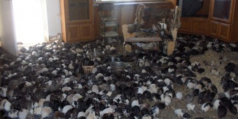 Rats3_HR-490×367