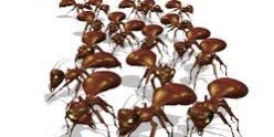 images ants