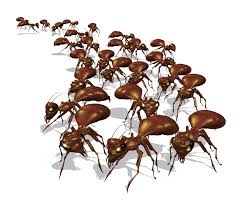 images ants